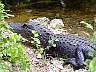 12.05.Everglades02.JPG