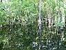 12.05.Everglades04.JPG