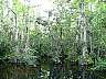 12.05.Everglades08.JPG