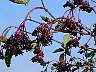 SeebenischDSC02222.jpg