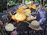 SeebenischDSC02226.jpg