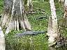 15.03.Everglades10.JPG