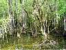 15.03.Everglades11.JPG