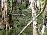15.03.Everglades12.JPG