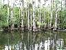 15.03.Everglades14.JPG