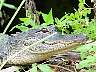 15.03.Everglades16.JPG