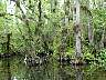 15.03.Everglades17.JPG