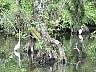 15.03.Everglades18.JPG