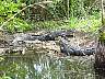 15.03.Everglades19.JPG
