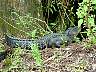 15.03.Everglades1.JPG