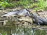 15.03.Everglades20.JPG