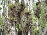 15.03.Everglades21.JPG