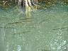 15.03.Everglades22.JPG