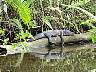 15.03.Everglades28.JPG