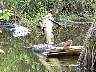 15.03.Everglades29.JPG