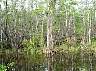 15.03.Everglades31.JPG
