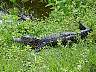 15.03.Everglades32.JPG