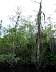 15.03.Everglades33.JPG
