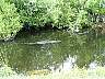 15.03.Everglades34.JPG