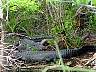 15.03.Everglades35.JPG