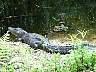 15.03.Everglades3.JPG