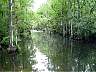 15.03.Everglades4.JPG