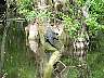 15.03.Everglades5.JPG