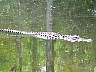 15.03.Everglades6.JPG