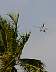 03.05.SeaAirshowFt.Lauderdale18.JPG