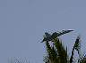03.05.SeaAirshowFt.Lauderdale1.JPG