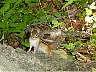 14.06.2003EmpireBluffTrail18.JPG