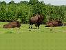 14.06.2003TraverseCityBisons02.JPG