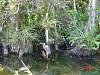 14.01.EvergladesDSC01097.jpg